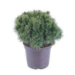 NA Conifères | Pinus mugo Mops : H 25/30 cm : ctr 4 L