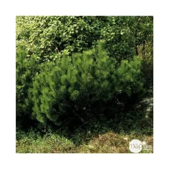 NA Pinus mugo Mughus ctr 4,5L Online