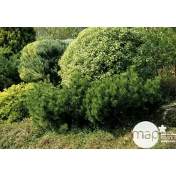 NA Pinus mugo Mughus ctr 4,5L Online