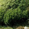 NA Conifères | Pinus mugo Mughus H : 20/30 cm ctr 2L