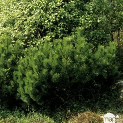 NA Conifères | Pinus mugo Mughus H : 20/30 cm ctr 2L