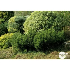 NA Conifères | Pinus mugo Mughus H : 20/30 cm ctr 2L