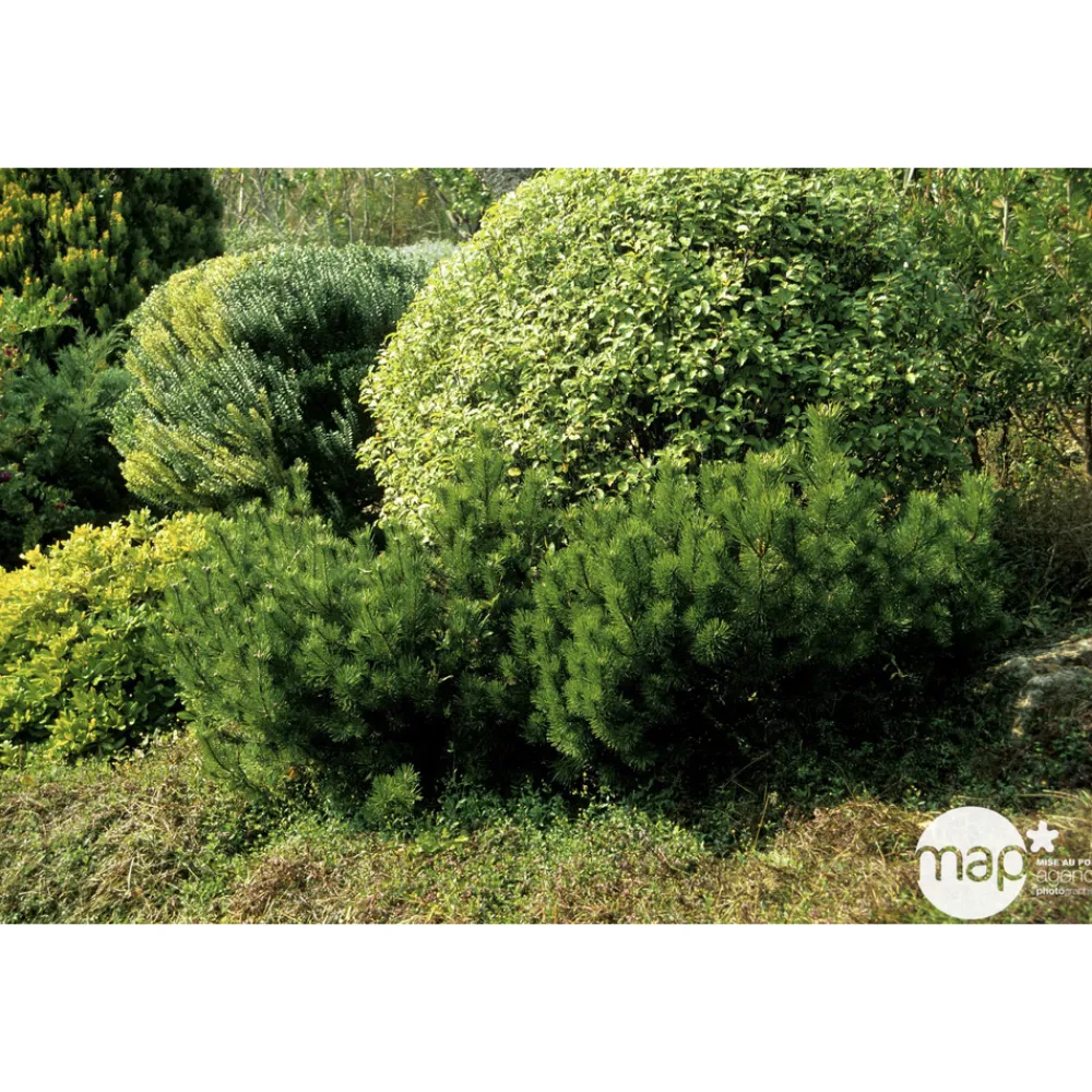 NA Conifères | Pinus mugo Mughus H : 20/30 cm ctr 2L