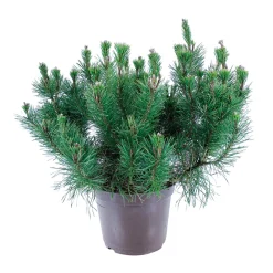NA Pinus mugo Pumilio, H : 30/40 cm, ctr 4L Hot