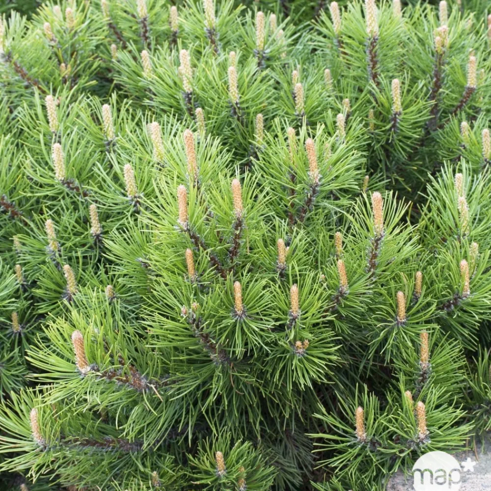 NA Pinus mugo Pumilio, H : 30/40 cm, ctr 4L Hot