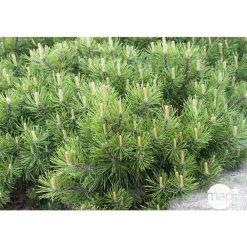 NA Pinus mugo Pumilio, H : 30/40 cm, ctr 4L Hot