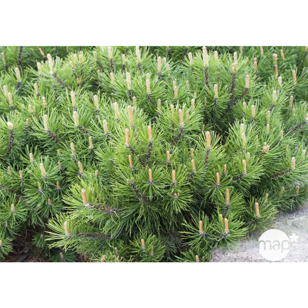 NA Pinus mugo Pumilio, H : 30/40 cm, ctr 4L Hot