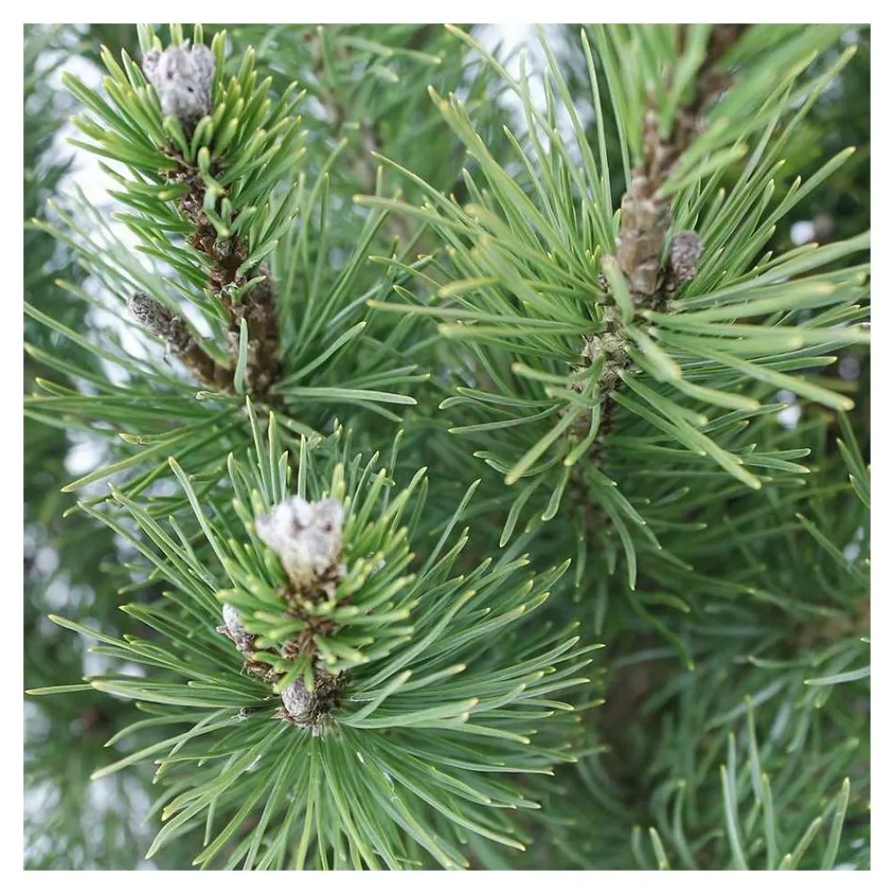 NA Pinus mugo Pumilio, H : 30/40 cm, ctr 4L Hot