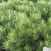 NA Pinus mugo Pumilio H30/40cm : pot 3L