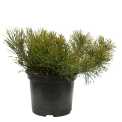 NA Pinus mugo Pumilio H30/40cm : pot 3L