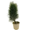 NA Conifères | Pinus nigra ' Green Tower ' : hauteur 40/50 cm pot 4 litres