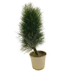 NA Conifères | Pinus nigra ' Green Tower ' : hauteur 40/50 cm pot 4 litres
