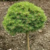 NA Conifères | Pinus nigra Marie Bregeon, H : 30/40 cm, ctr déco 4L