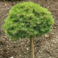 NA Conifères | Pinus nigra Marie Bregeon, H : 30/40 cm, ctr déco 4L