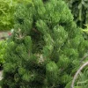 NA Pinus nigra Oregon green:h40/60cm pot 6L Discount