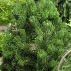 NA Pinus nigra Oregon green:h40/60cm pot 6L Discount