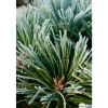 NA Conifères | Pinus nigra Pierrick Bregeon, ctr 40L