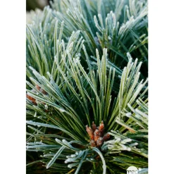 NA Conifères | Pinus nigra Pierrick Bregeon, ctr 40L