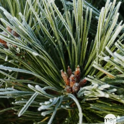 NA Conifères | Pinus nigra Pierrick Bregeon, ctr 40L