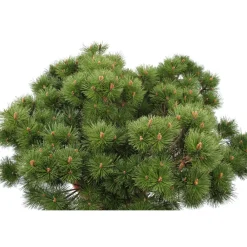 NA Conifères | Pinus nigra Pierrick Bregeon, ctr 40L