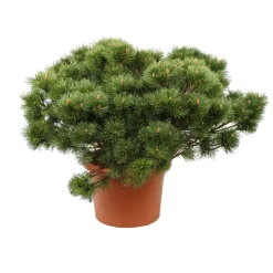 NA Conifères | Pinus nigra Pierrick Bregeon, ctr 40L