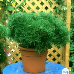 NA Conifères | Pinus nigra Pierrick Bregeon, ctr 40L