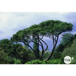NA Pinus pinea , demi-tige, H :175/200 cm, 14/16 Best