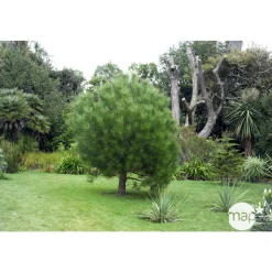 NA Pinus pinea , demi-tige, H :175/200 cm, 14/16 Best
