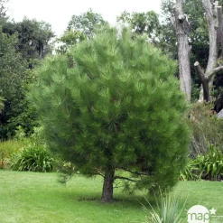 NA Pinus pinea , demi-tige, H :175/200 cm, 14/16 Best
