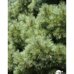 NA Conifères | Pinus strobus H : 30/40 cm, ctr 4L