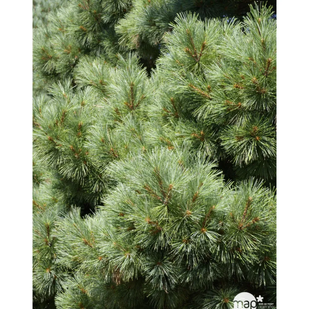 NA Conifères | Pinus strobus H : 30/40 cm, ctr 4L