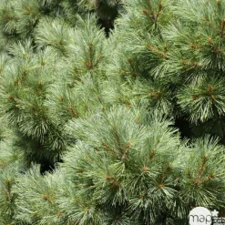 NA Conifères | Pinus strobus H : 30/40 cm, ctr 4L