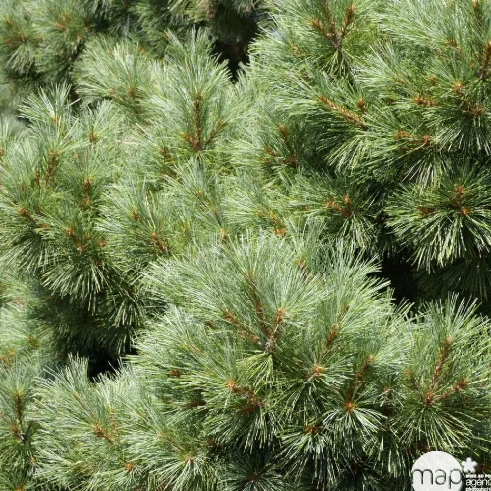 NA Conifères | Pinus strobus H : 30/40 cm, ctr 4L