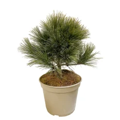 NA Conifères | Pinus strobus H : 30/40 cm, ctr 4L