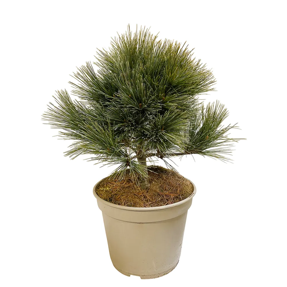 NA Conifères | Pinus strobus H : 30/40 cm, ctr 4L
