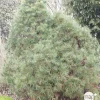 NA Conifères | Pinus Sylvestris Globosa Viridis: H.30/40 cm - pot 3L