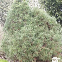 NA Conifères | Pinus Sylvestris Globosa Viridis: H.30/40 cm - pot 3L