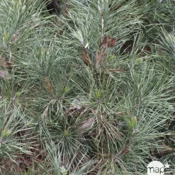 NA Conifères | Pinus Sylvestris Globosa Viridis: H.30/40 cm - pot 3L
