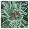 NA Conifères | Pinus sylvestris Watereri, H : 30/40 cm, ctr 4L