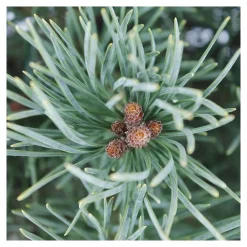 NA Conifères | Pinus sylvestris Watereri, H : 30/40 cm, ctr 4L