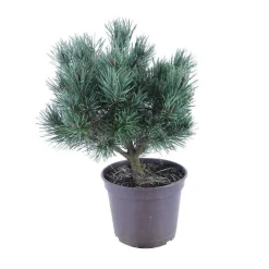 NA Conifères | Pinus sylvestris Watereri, H : 30/40 cm, ctr 4L