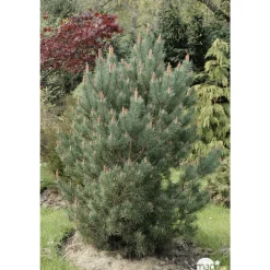 NA Conifères | Pinus sylvestris Watereri, H : 30/40 cm, ctr 4L