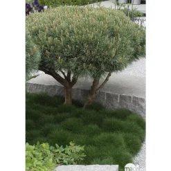 NA Conifères | Pinus sylvestris Watereri, H : 30/40 cm, ctr 4L