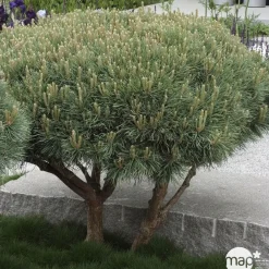NA Conifères | Pinus sylvestris Watereri, H : 30/40 cm, ctr 4L