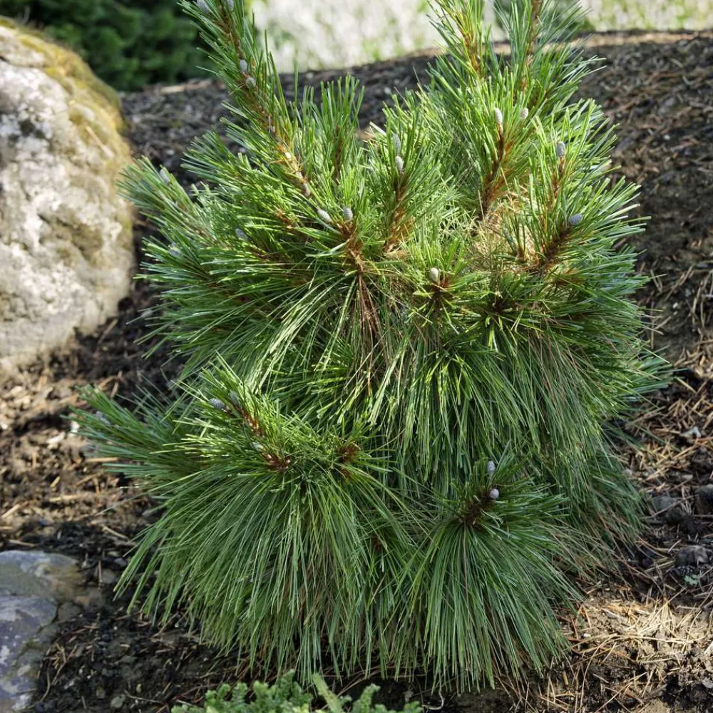 NA Conifères | Pinus x ' Schwerinii': ctr 6L