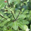 NA Plantes Méditerranéennes | Pittosporum Tenuifolium : ctr 5 litres