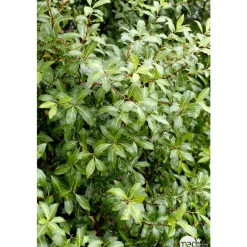 NA Plantes Méditerranéennes | Pittosporum Tenuifolium : ctr 5 litres