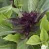 NA Plant de basilic 'Thaï Siam Queen' : pot de 1 litre Hot