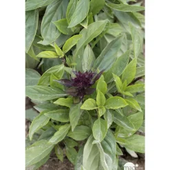 NA Plant de basilic 'Thaï Siam Queen' : pot de 1 litre Hot