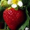 NA Plants De Légumes Et Aromatiques | Plant de fraisier 'Charlotte' : pot de 4 litres